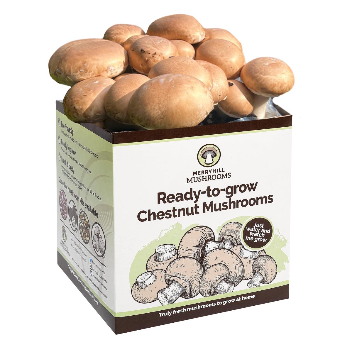 Chestnut Mushrooms Home Grow Kit